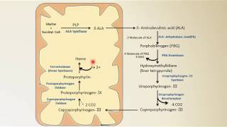 Heme synthesis  Biochemistry  NEET PG  By Dr Amit Maheshwari [upl. by Lyret411]