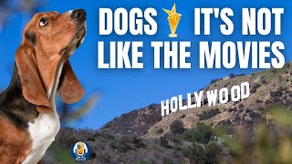 How Hollywood Made Life Tough For Dogs 3 [upl. by Surtemed]