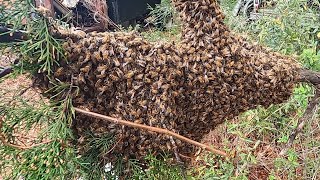 Wild Bees From a Cedar Tree [upl. by Enaitsirhc]