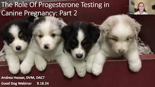 Dr Andrea Hesser discusses progesterone monitoring in pregnant dogs [upl. by Burger]