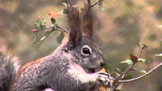 Aberts Squirrel Goldwater Lake 5116 [upl. by Sudbury]