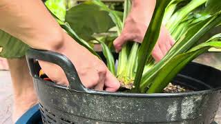 ครั้งแรกการยกยอดอัพเดท เดหลีจักรพรรดิ์ด่างสามสี spathiphyllum sensation variegated plant [upl. by Barth990]