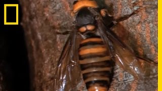 Hornets from Hell  National Geographic [upl. by Bonucci]