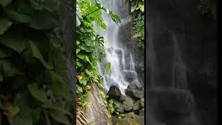 edenproject botanicalgarden cornwall england uk nature waterfall flora [upl. by Eidroj]