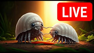 Live Stream  Isopods grazing on a carrot [upl. by Drusy35]