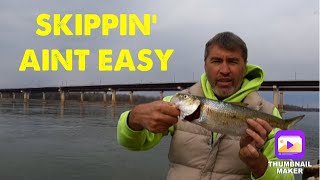 Skipjack fishing at Kentucky and Barkley Dam 42 [upl. by Lurline184]