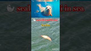 Seal 🦭 seal fish enjoying sea water nature lover Sealions shorts shortfeed Sealshorts viral [upl. by Hendon184]