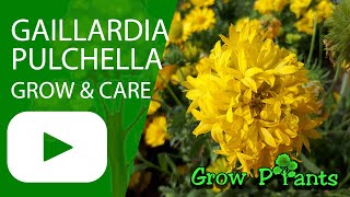 Gaillardia pulchella  grow amp care Indian blanket [upl. by Sidonnie127]