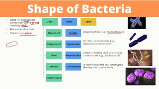 Shape of Bacteria  Arrangements of Cocci Bacilli and Spiral  Monera [upl. by Mortie]