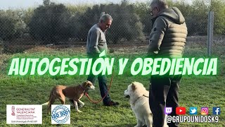 Autogestión y obediencia obedienciacanina adiestramientocanino perroreactivo reactividadcanina [upl. by Atteniuq]