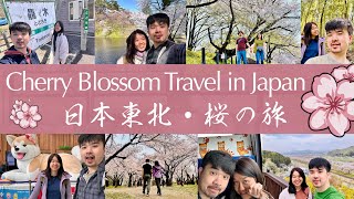 Japan Tohoku 14 days Travel 202404 Cherry Blossom Travel in Sendai Aomori Morioka Hirosaki Akita🌸🍎🍣🍜 [upl. by Dao]