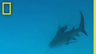 Bull Sharks  National Geographic [upl. by Ahsienyt]