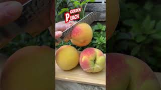 Golden Peach 😱 shorts fruit garden fruitcutting enjoy shortvideo [upl. by Hoisch]