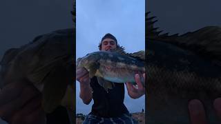 Double big calicos socalfishing [upl. by Georgy]