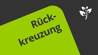 Rückkreuzung  Eine Erklärung  Biologie  Genetik [upl. by Aitnis]