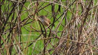 Redbacked Fairywren F Maryborough Qld [upl. by Rovit503]