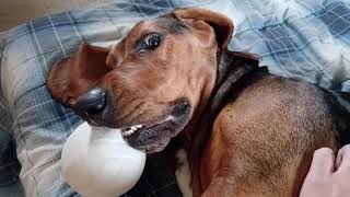 Sleepy Basset Guarding his Ball [upl. by Nathanael]