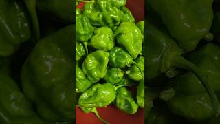 Habanero pepper harvest nature garden [upl. by Norry]