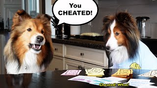 My dog CHEATED 🐶☹️ Like and Sub on Cricket quotthe sheltiequot Chronicles e352 [upl. by Eynahpets]