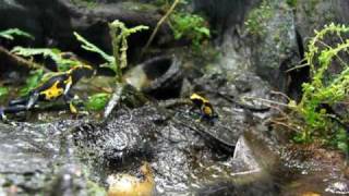 Dendrobates Tinctorius Feeding 3 [upl. by Lani]