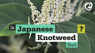 Is Japanese Knotweed bad [upl. by Denbrook]