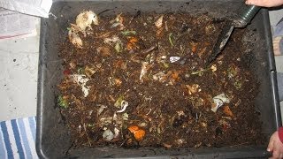 Vermicomposting at Home  Food Waste Optimization [upl. by Yecaw482]