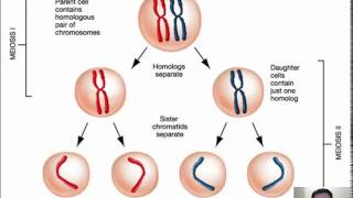 33  Meiosis 12 [upl. by Zerk755]