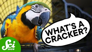 What Do Parrots Think They’re Saying [upl. by Job]