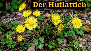 Huflattich erkennen Tussilago Farfara Wirkung Anwendung und Heilkräfte [upl. by Newton892]