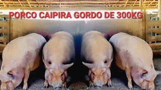 criador de porco caipira mostra capados de 300 kg  preços arroba [upl. by Ehtylb977]