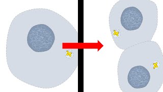 Mitosis animation [upl. by Leroi]