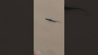 Energetic and Active Monitor Lizard Swimming at the Pond shortvideo chinesegarden genusvaranus [upl. by Enellij]