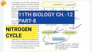 Class 11 BiologyCh12 Part8Nitrogen CycleStudy with Farru [upl. by Llerred]