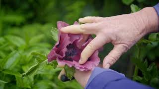 Rapaura Springs Garden Marlborough amp Studio Home Gardening  Barewood Garden 1 Min [upl. by Eamon]