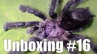 Tartan Tarantulas Unboxing 16 quotAvicularia purpureaquot [upl. by Nylarej569]