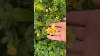 Banksiae Lutea Lady Banks Rose On Cottage Flowering In April bankslutea rose gardening [upl. by Sibella]