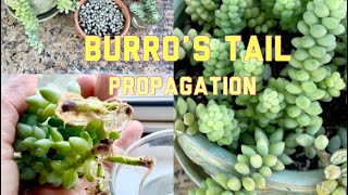 Easy way on How to Propagate Burro’s Tail  Sedum Burrito Propagation [upl. by Kcirtapnhoj]