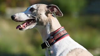 Everything You Need to Know About the Whippet Breed Standard [upl. by Enyrhtac]