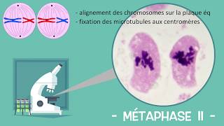 Les étapes de la méiose  Sous mon microscope Réforme lycée [upl. by Clausen442]