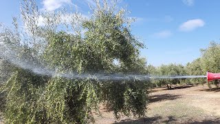 Abonamos nuestros olivos por la hoja en otoño [upl. by Oriaj536]