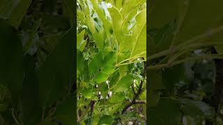 Dwarf tree jasmine bunga melur peep thong flowers plants [upl. by Ettevahs872]