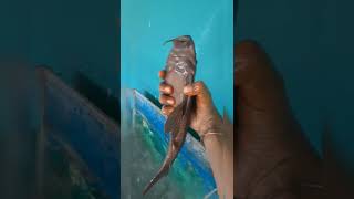 Tank Cleaner ll fish ll fish tank ll fishing tankcleaner fish fishingvideo fishingtips [upl. by Benedix]