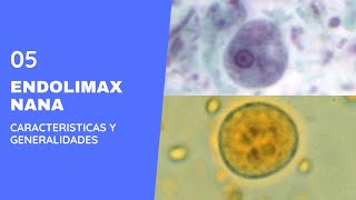 Endolimax nana 50  Parasitología  Amebas  Amebiasis intestinal [upl. by Iggam]