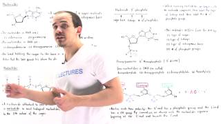 Nucleosides and Nucleotides [upl. by Ahsenek934]