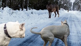 Argentine Dog vs Two Wolves Real Fight to Death [upl. by Sirenay]