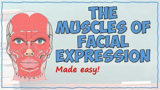 The Muscles of Facial Expression [upl. by Doubler]