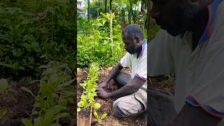 Transplanting  From bamboo nursery to garden bed veggies shorts [upl. by Nesahc]