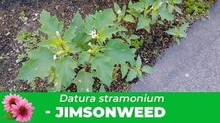 Jimsonweed Everything you need to know about Datura Stramonium Identification amp Removal [upl. by Kary474]