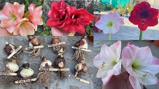 Dutch Amaryllis के Bulb से इतने बड़े और Healthy फ़ूल कैसे लिए जाए  Grow Amaryllis Bulb With Update [upl. by Goldy]