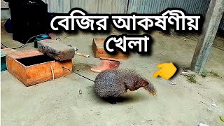 গ্রামে আকর্ষণীয় বেজীর খেলার ভাইরাল ভিডিও foryou viralvideo youtubefeed trending villagelife [upl. by Hetty]